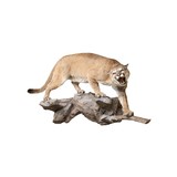 Idaho Full Mount Cougar - 1 of 5