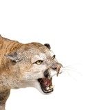 Idaho Full Mount Cougar - 4 of 5