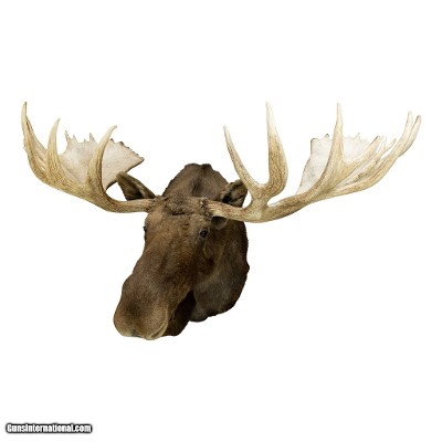 Yukon Moose Mount