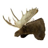 Yukon Moose Mount - 2 of 4