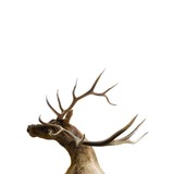Bugling Elk Shoulder Mount - 4 of 5