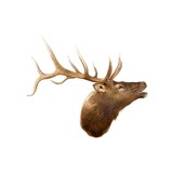 Bugling Elk Shoulder Mount