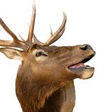 Bugling Elk Shoulder Mount - 3 of 5
