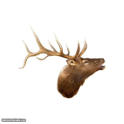 Bugling Elk Shoulder Mount