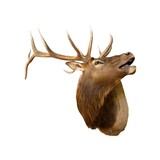 Bugling Elk Shoulder Mount - 2 of 5