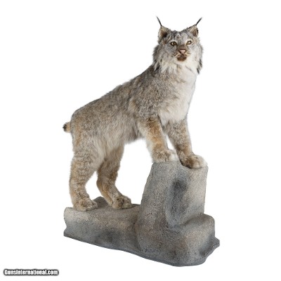Alaskan Lynx Wall Mount