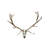 Bull Elk European Mount - 1 of 6