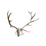 Bull Elk European Mount - 2 of 6