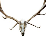 Bull Elk European Mount - 3 of 6