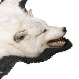 Alaskan Wolf Rug - 3 of 4