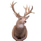 Montana Non Typical Deer Mount - 1 of 2