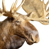 Yukon Shoulder Mount Moose - 4 of 5