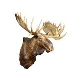 Yukon Shoulder Mount Moose - 1 of 5