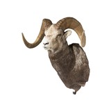Stone Sheep Taxidermy Mount - 1 of 5