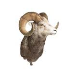 Stone Sheep Taxidermy Mount - 3 of 5