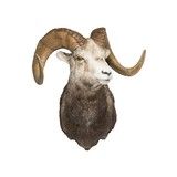 Stone Sheep Taxidermy Mount - 2 of 5