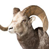 Stone Sheep Taxidermy Mount - 4 of 5