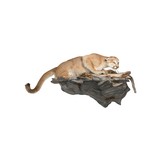 Cougar Taxidermy Mount - 2 of 5