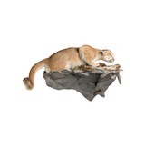 Cougar Taxidermy Mount - 3 of 5