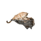 Cougar Taxidermy Mount - 1 of 5
