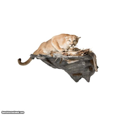 Cougar Taxidermy Mount