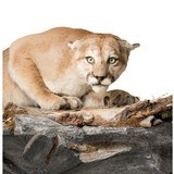 Cougar Taxidermy Mount - 4 of 5