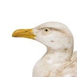 Seagull Decoy - 3 of 5