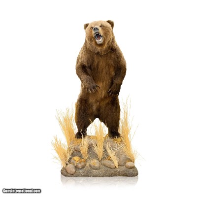 Mountain Grizzly Bear