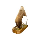 Alaskan Brown Bear - 5 of 7