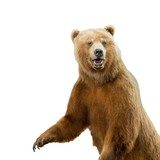 Alaskan Brown Bear - 6 of 7