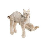Alaskan Full Body Lynx Mount - 1 of 5
