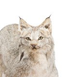 Alaskan Full Body Lynx Mount - 4 of 5