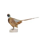 Rooster Ringneck Pheasant Mount - 4 of 6