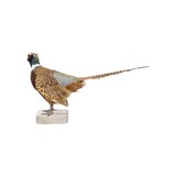 Rooster Ringneck Pheasant Mount - 4 of 6