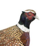 Rooster Ringneck Pheasant Mount - 5 of 6