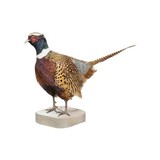 Rooster Ringneck Pheasant Mount - 3 of 6