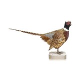 Rooster Ringneck Pheasant Mount - 1 of 6