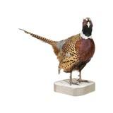 Rooster Ringneck Pheasant Mount - 2 of 6