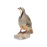 Chukar Standing Mount - 3 of 5