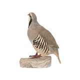 Chukar Standing Mount - 2 of 5