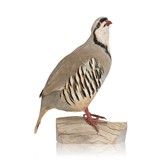 Chukar Standing Mount - 1 of 5