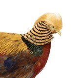 Golden Pheasant Standing Mount - 4 of 5