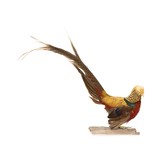 Golden Pheasant Standing Mount - 1 of 5