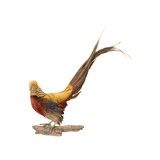 Golden Pheasant Standing Mount - 3 of 5