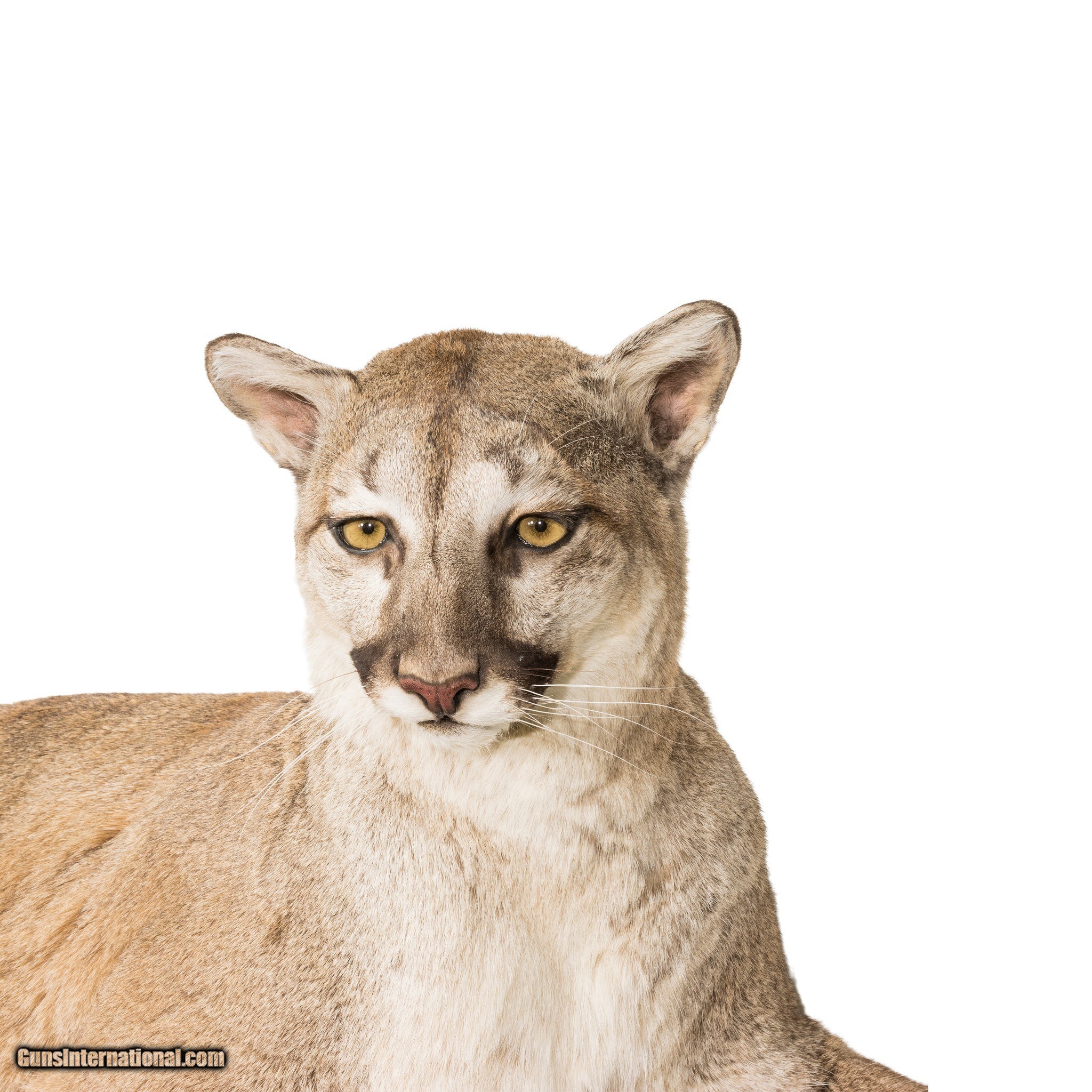 Cougar Full Body Mount