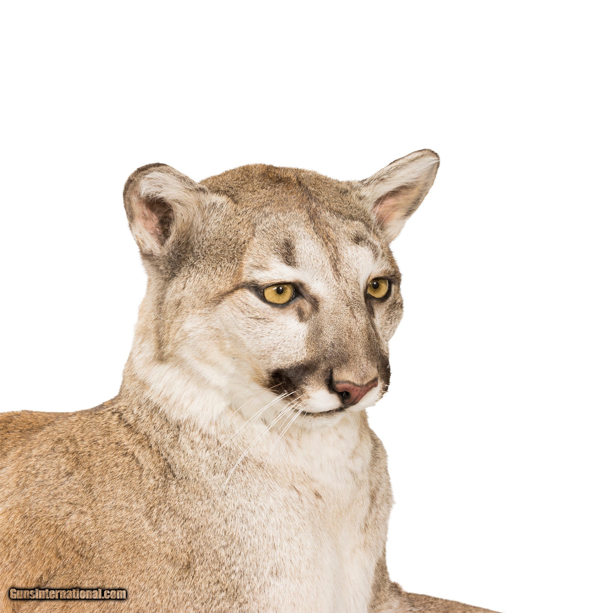 Cougar Full Body Mount