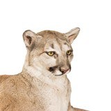 Cougar Full Body Mount - 5 of 7