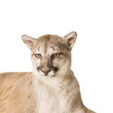 Cougar Full Body Mount - 6 of 7