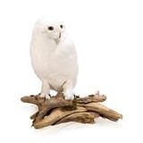 "Snowy Owl" Mount - 1 of 5