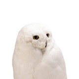 "Snowy Owl" Mount - 3 of 5
